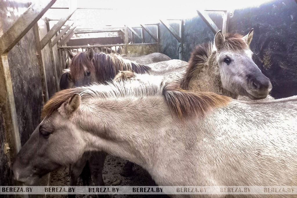 Из Налибокской пущи на споровские болота переселились тарпановидные лошади  — BEREZA.BY
